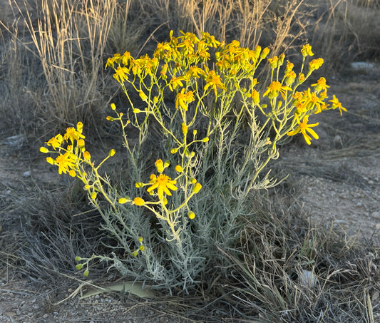 Threadleaf Groundsel  Senecio douglasii  50 Seeds  USA Company