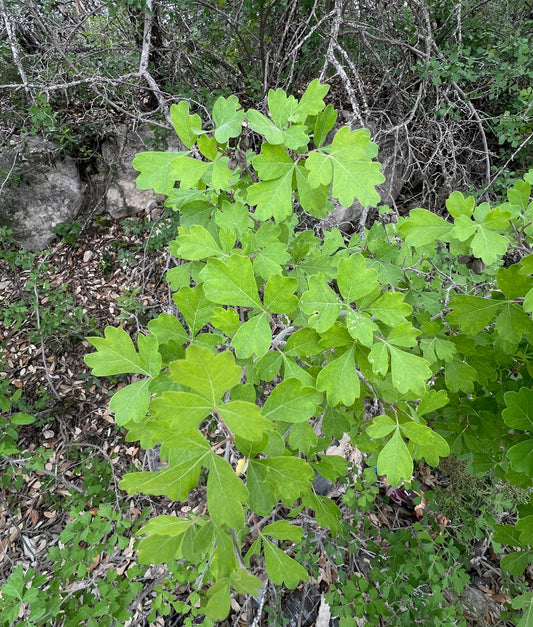 Three Leaf Sumac  10 Seeds  Rhus trilobata