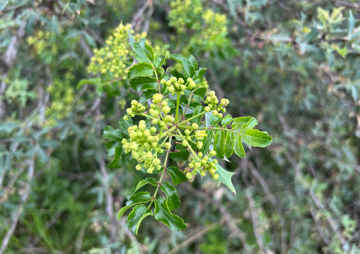 Texas Prickly Ash  5 Seeds  Zanthoxylum hirsutum