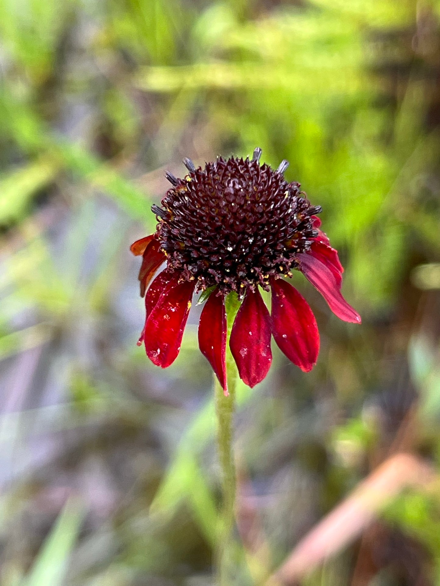 Grass-Leaved Coneflower  Rudbeckia graminifolia  20 Seeds  USA Company