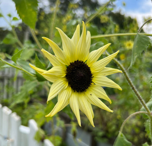 Sunflower Vanilla Ice   100 Seeds   Helianthus debilis