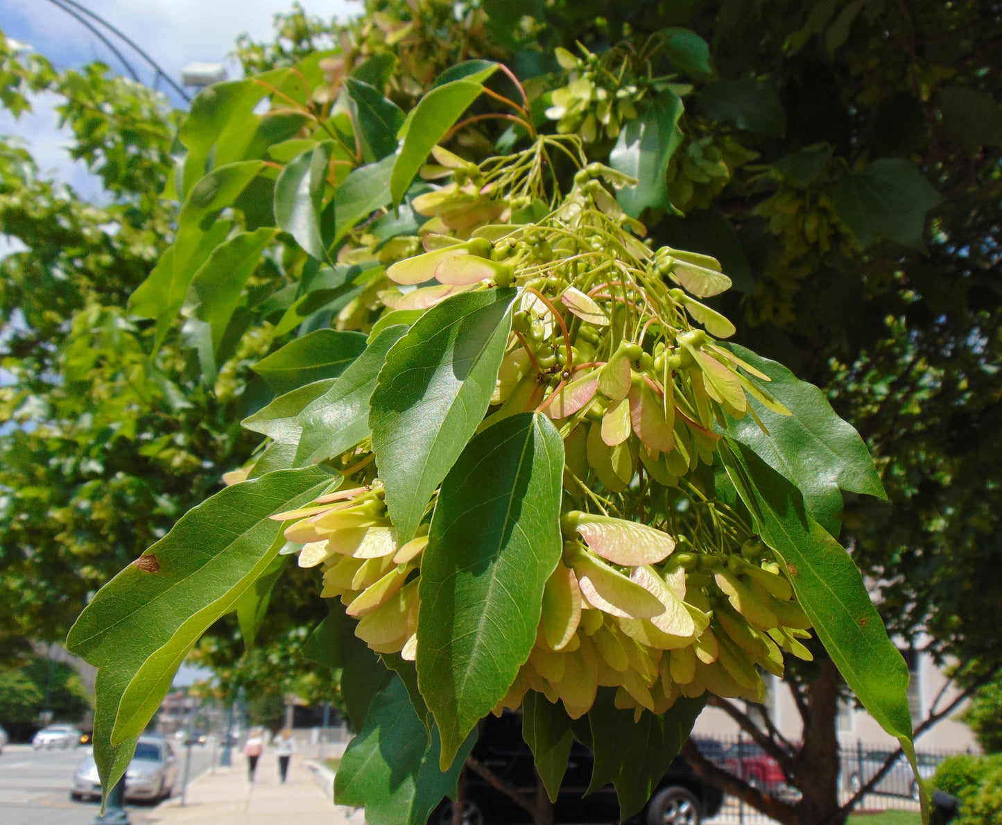 Trident Maple   100 Seeds   Acer buergerianum