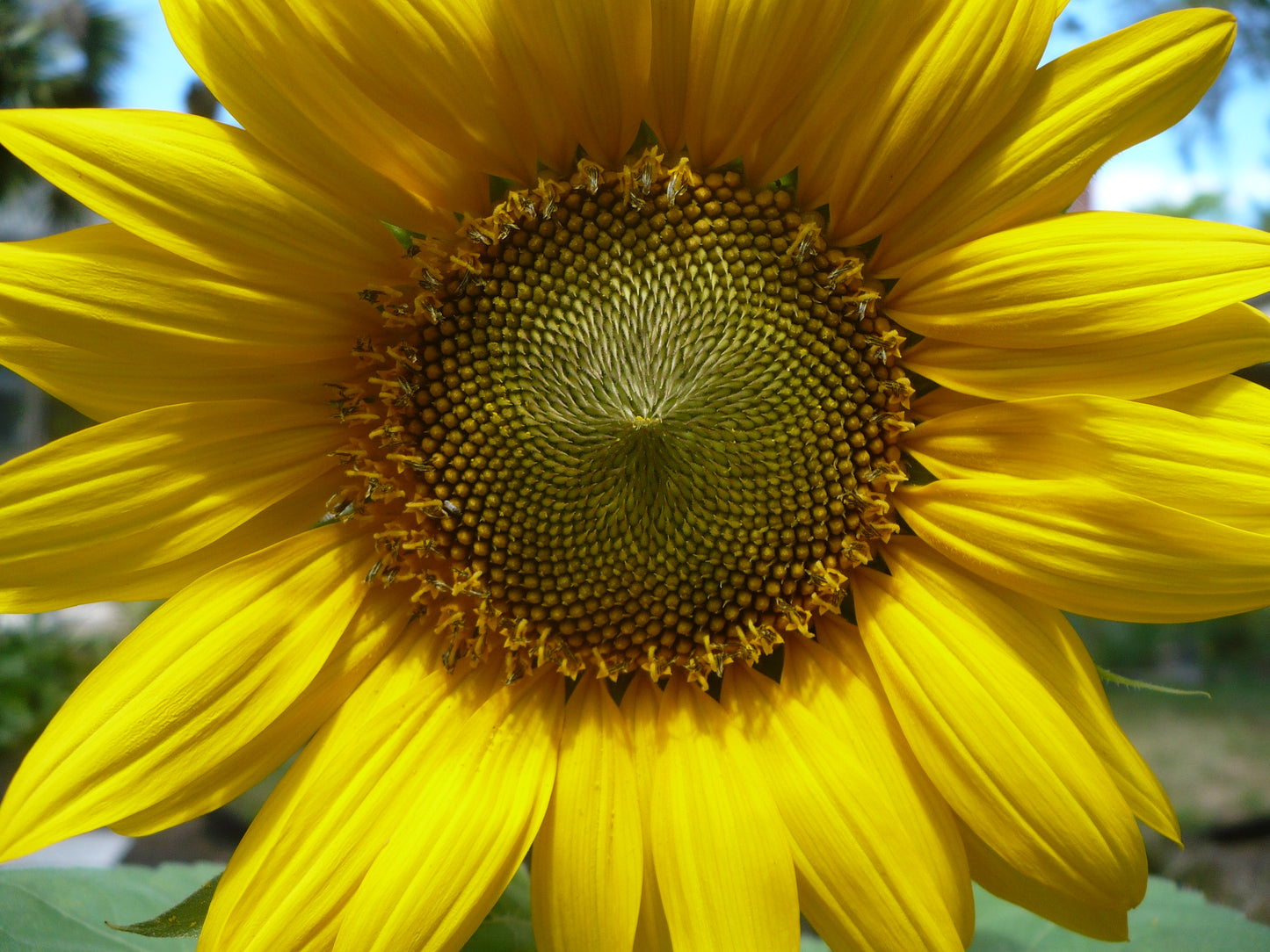 Giant Sunflower   10 Seeds   ‘Mammoth Gray Stripe’   Helianthus annuus