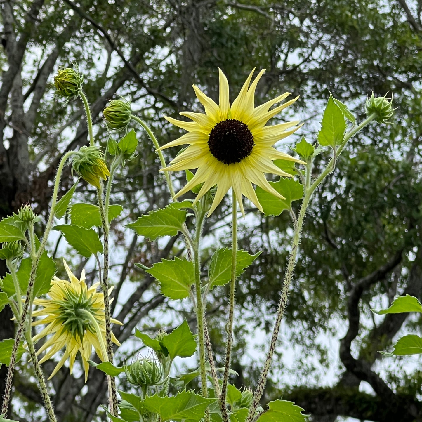 Sunflower Vanilla Ice Helianthus debilis 100 Seeds