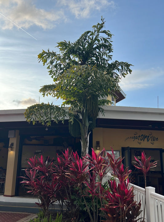 Fishtail Palm  5 Seeds  Caryota urens