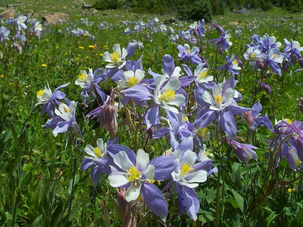 Columbine Mix  100 Seeds  Aquilegea caerulea