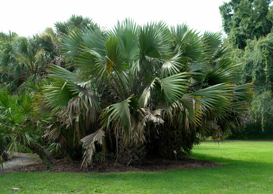 Bermuda Palmetto  10 Seeds  Sabal bermudana