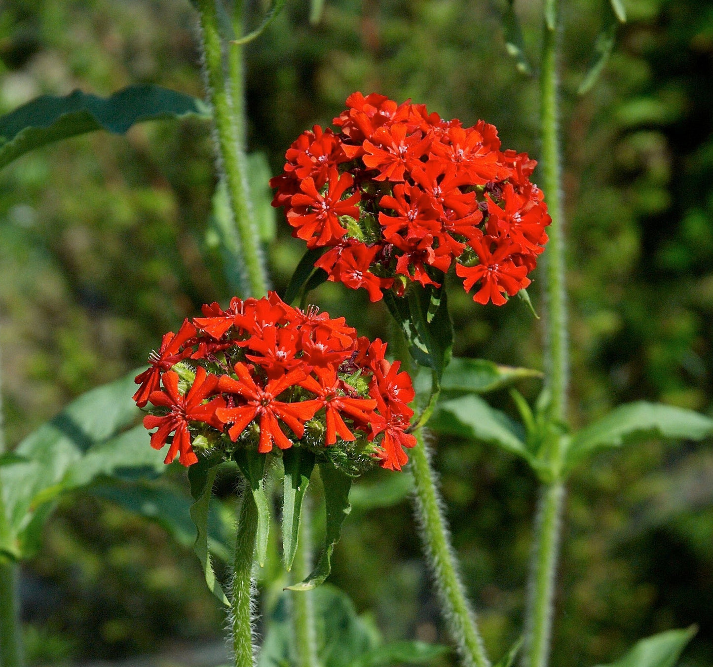 Maltese Cross  100 Seeds  Lychnis chalcedonica