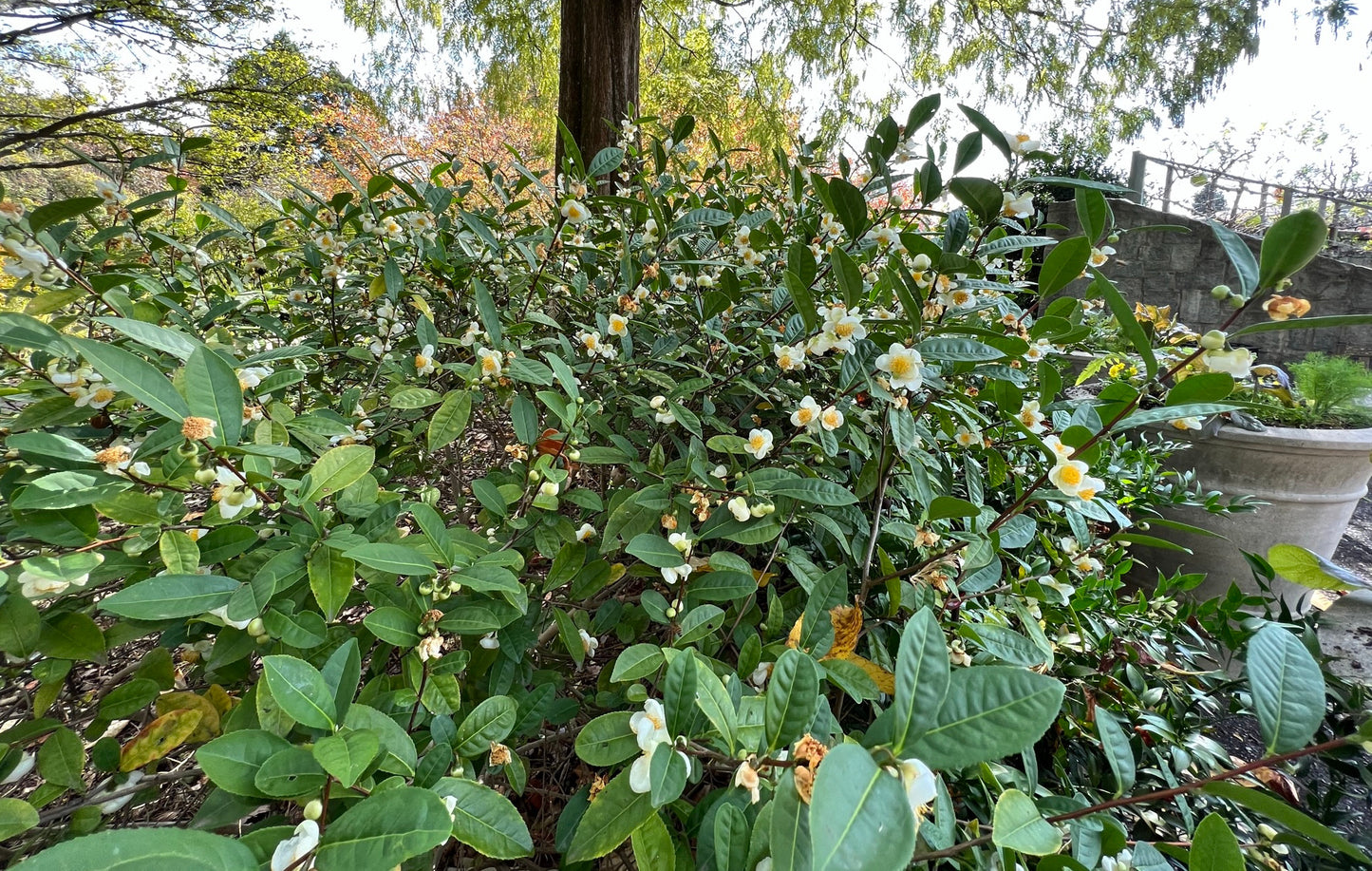 Tea Plant  5 Seeds  Camellia sinensis