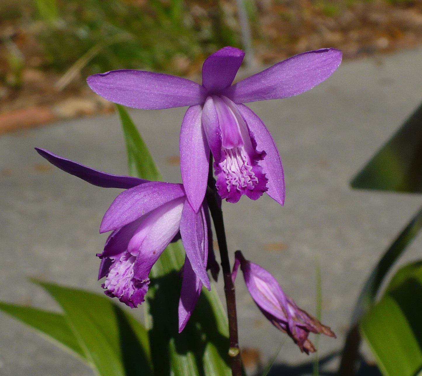 Hardy Ground Orchid  1000 Seeds  Bletilla striata