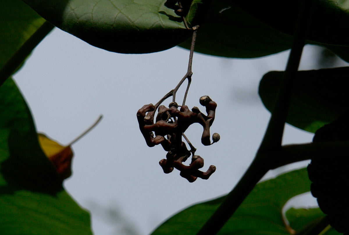 Raison Tree Japanese Raisin Tree 10 Seeds Hovenia dulcis – R&B Floridaseeds