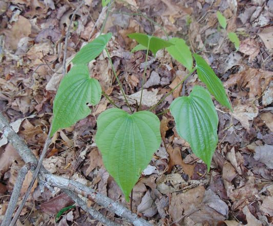 Wild Yam  10 Seeds  Dioscorea villosa