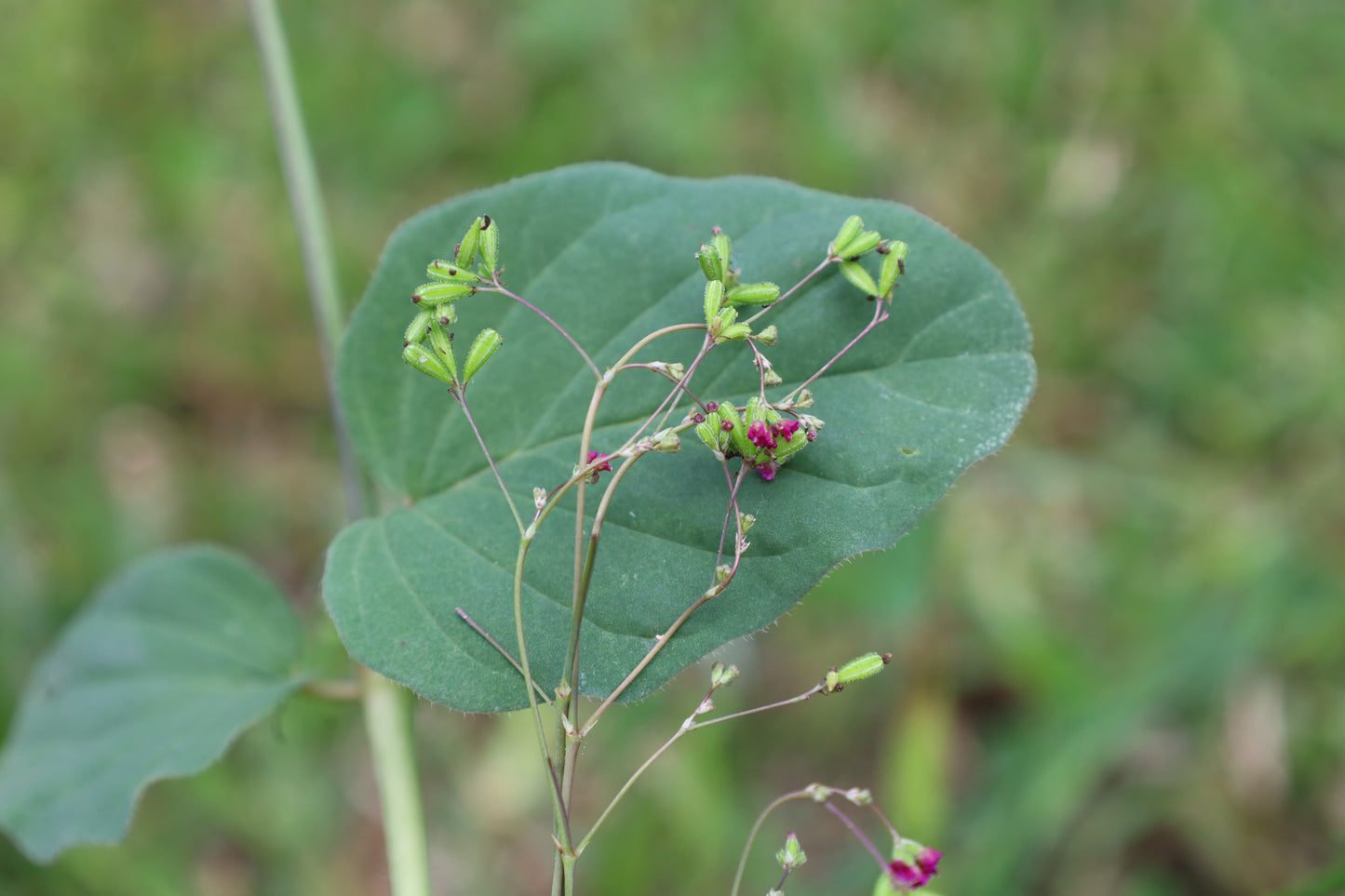 Punarnava  20 Seeds  Red Spiderling  Boerhavia diffusa  USA Company