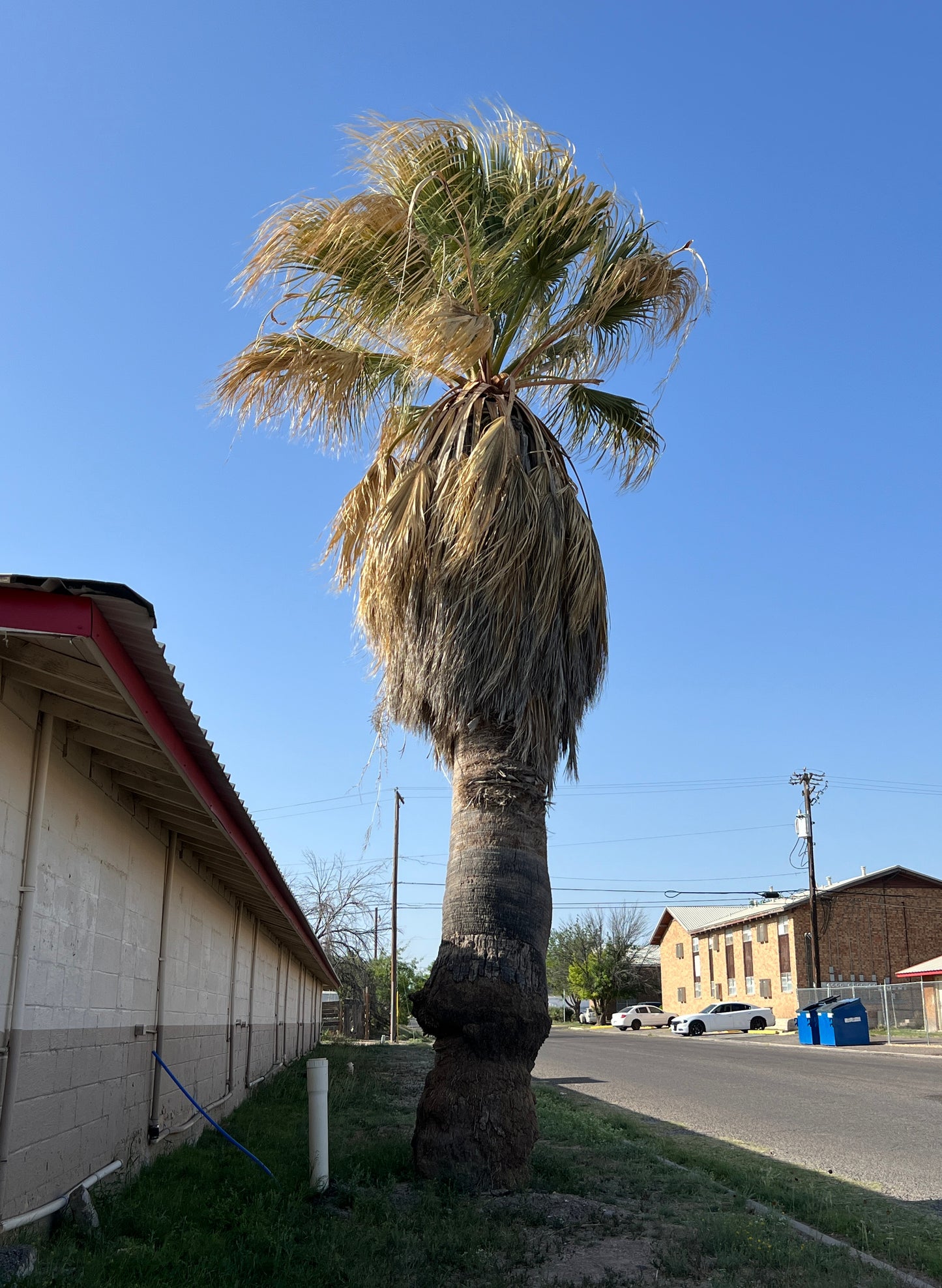 California Fan Palm  100 Seeds  Washingtonia filifera