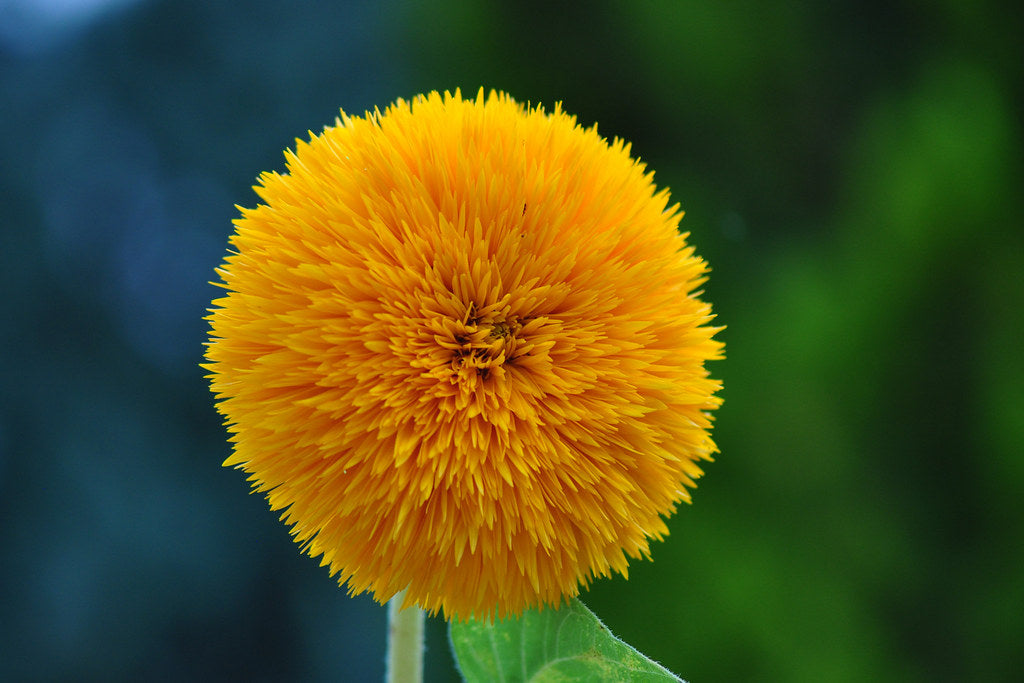 Giant Sungold Sunflower  100 Seeds  Helianthus Annuus