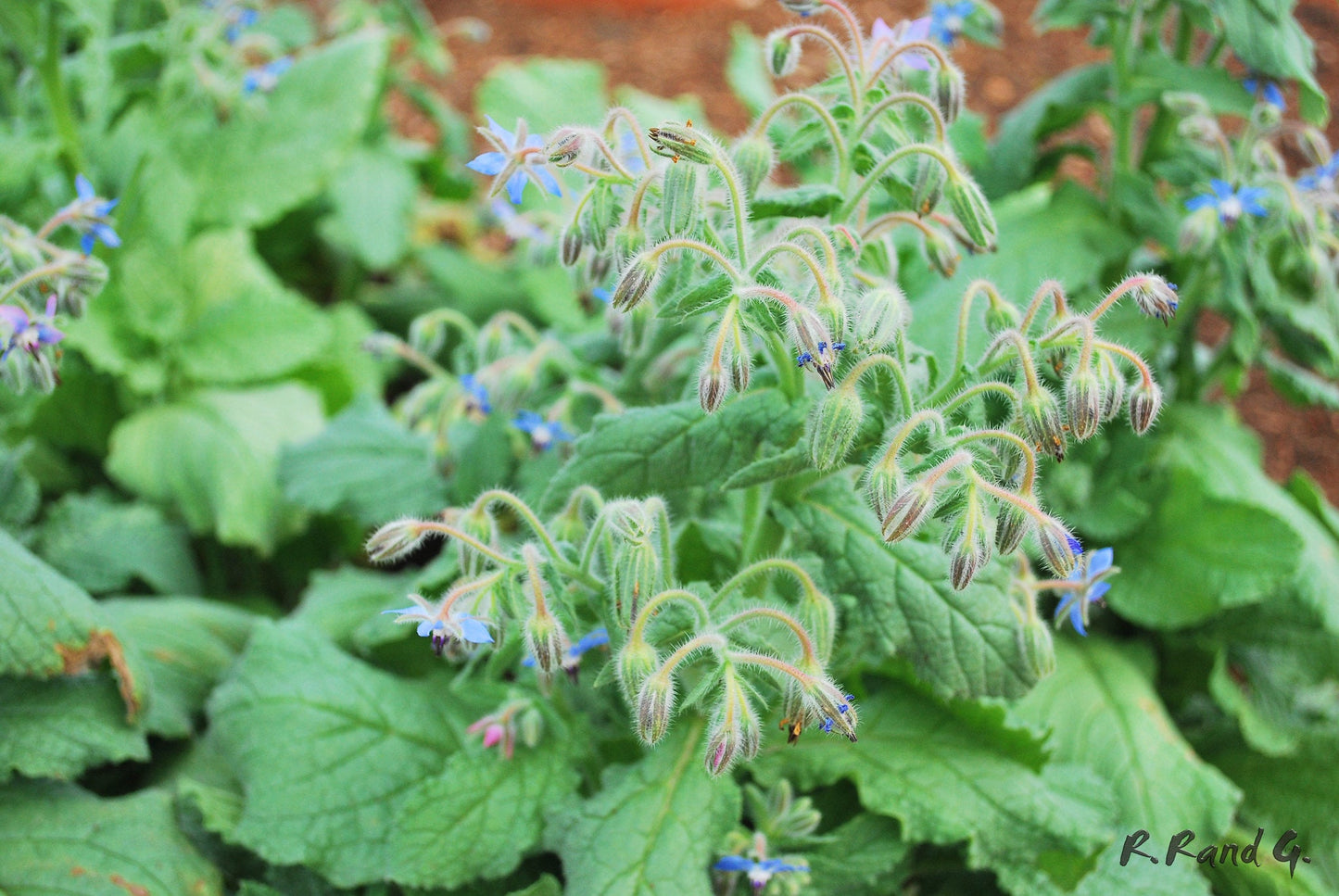 Borage  Starflower  140 Seeds  1/10 Oz  Borago officinalis