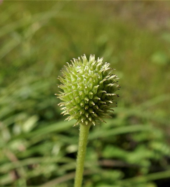 Tall Thimbleweed Anemone virginiana 100 Seeds