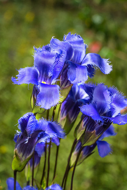 Fringed Gentian  200 Seeds  Native Wildflower  Gentianopsis crinita