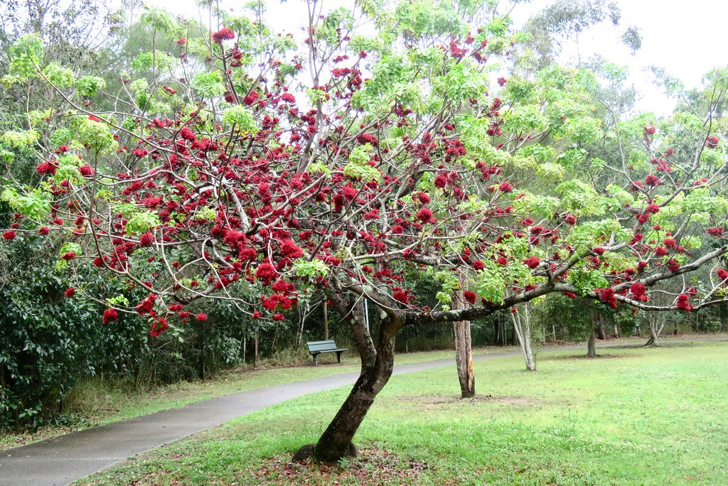 Tree Fuchsia  Schotia brachypetala  5 seeds  USA Company  USA Company