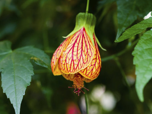 Flowering Maple Mix  Abutilon hybridum  100 Seeds