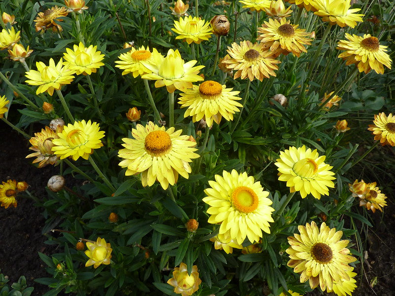 Yellow Strawflower 100 Seeds  Helichrysum bracteatum