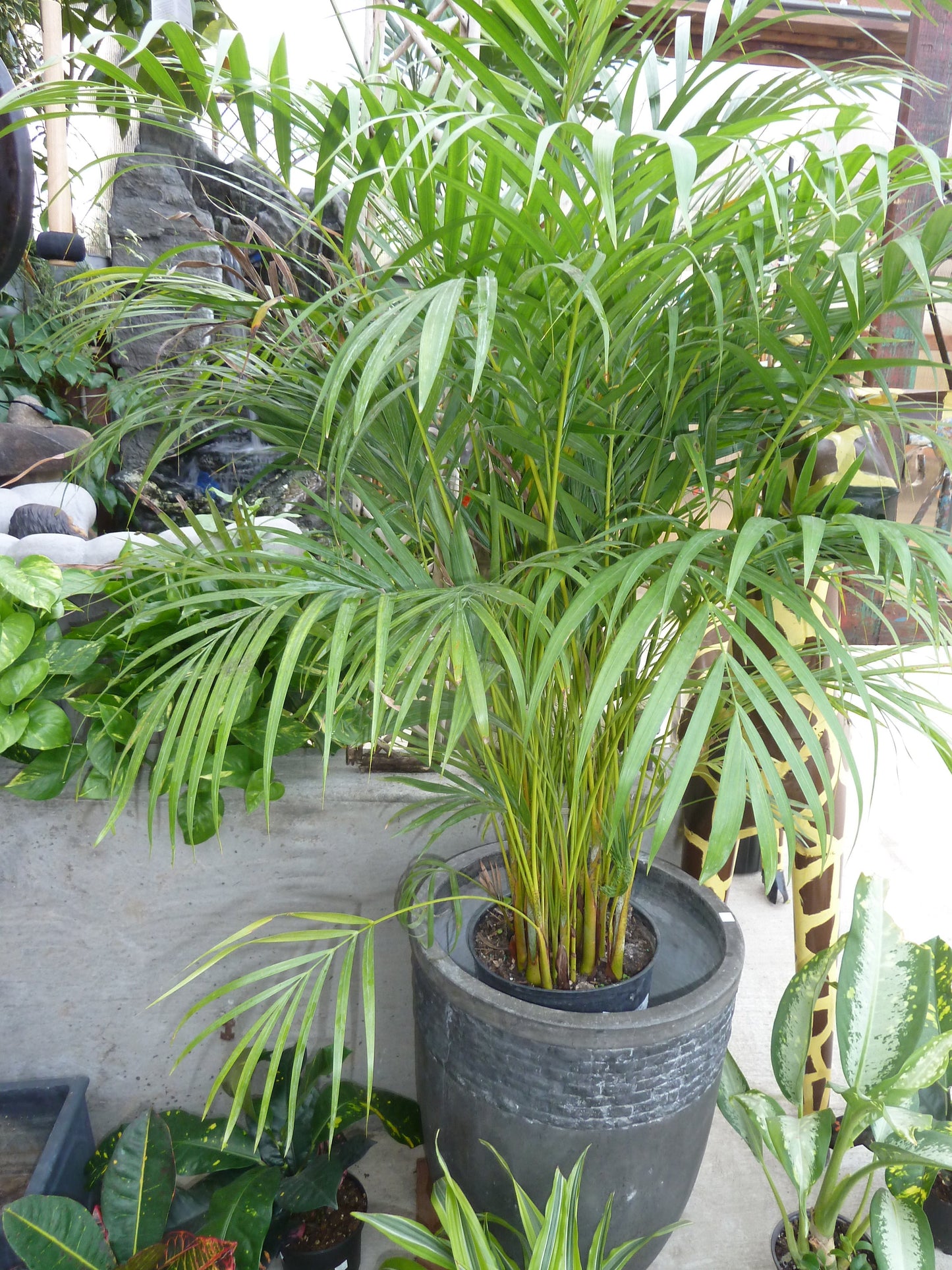 Areca Palm Butterfly Palm Chrysalidocarpus lutescens 10 Seeds  USA Company