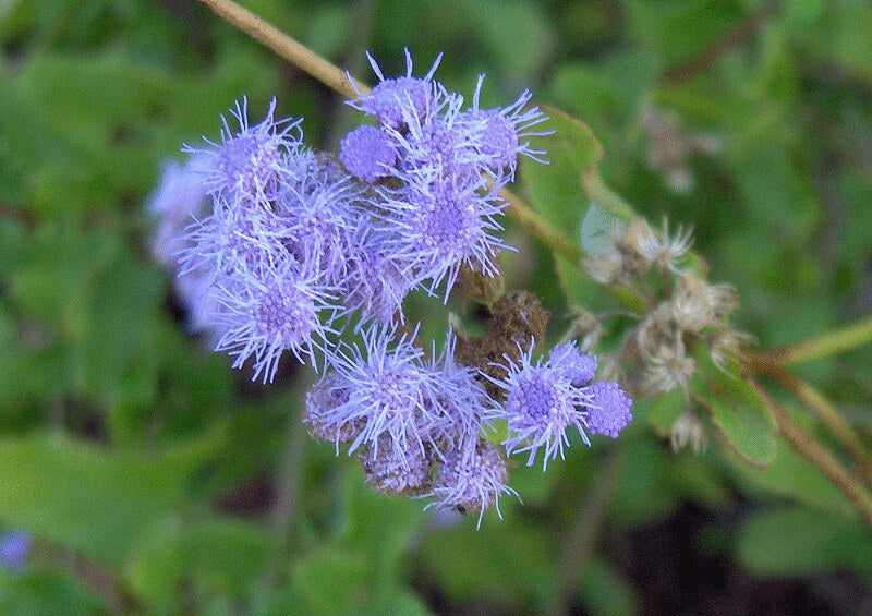 Blue Mistflower  100 Seeds  Eupatorium coelestinum