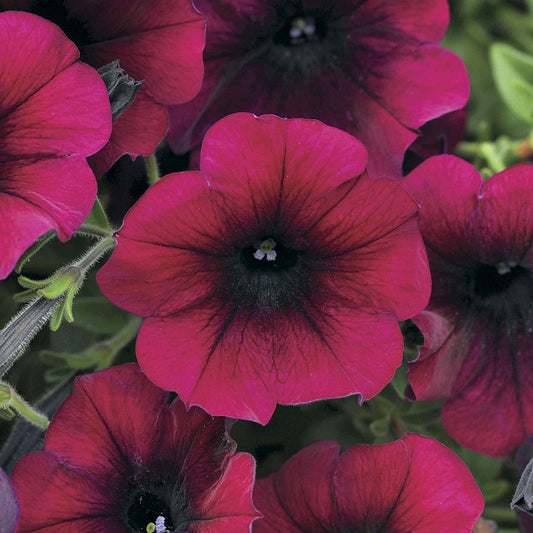 Burgundy Petunia  100 Seeds  Petunia Grandiflora