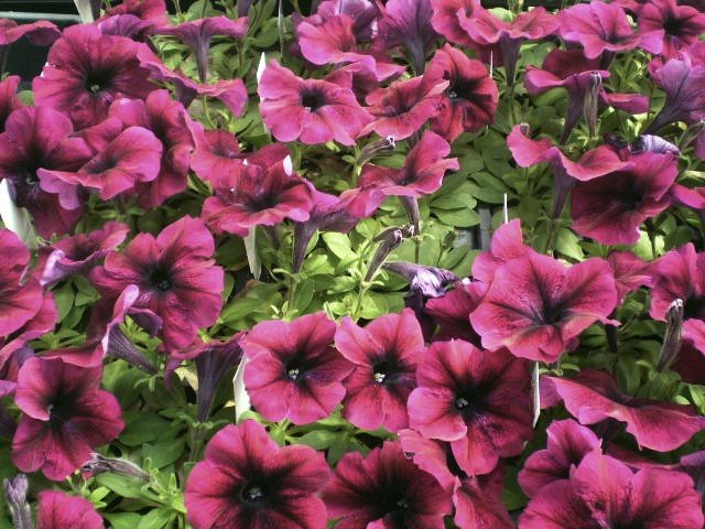 Burgundy Petunia  100 Seeds  Petunia Grandiflora