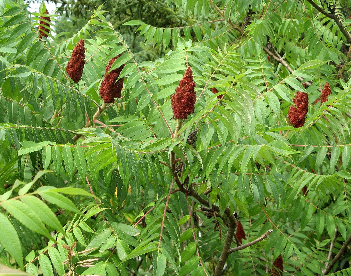 Staghorn Sumac   Rhus typhina  500 Seeds  USA Company