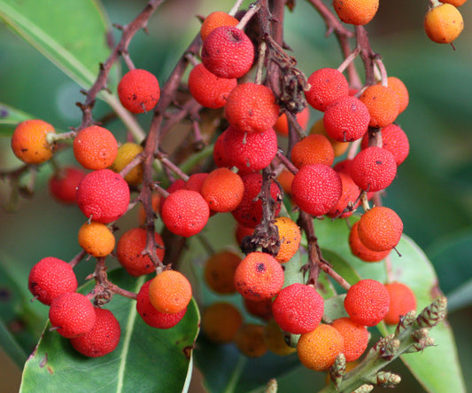 Pacific Madrone Strawberry Tree Arbutus menziesii 50 Seeds  USA Company