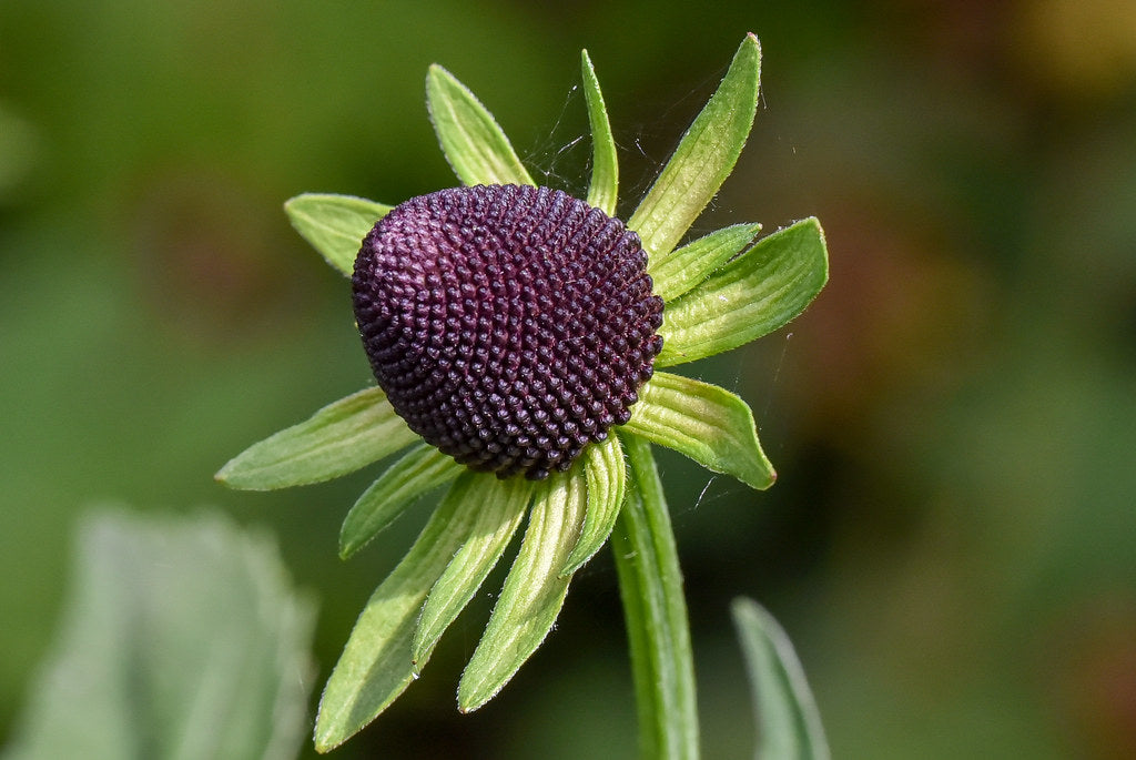 Western Coneflower  100 Seeds  Rudbeckia occidentalis