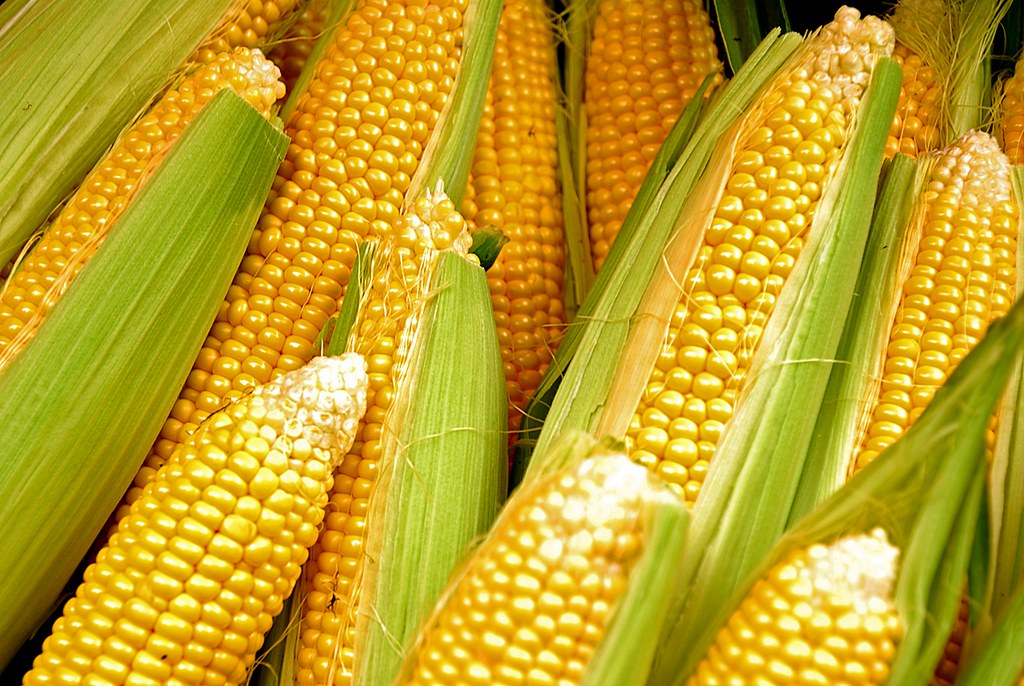 Sweet Yellow Corn   10 Seeds   Zea Maize