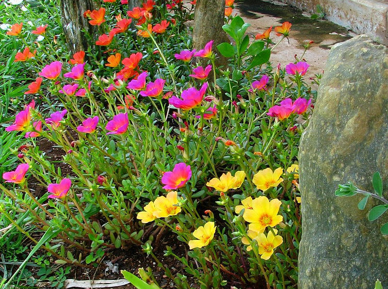 Moss Rose  Single Mix  100 Seeds  Portulaca grandiflora