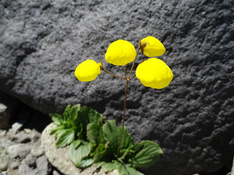 Yellow Slipper Flower  250 Seeds   Calceolaria filicaulis