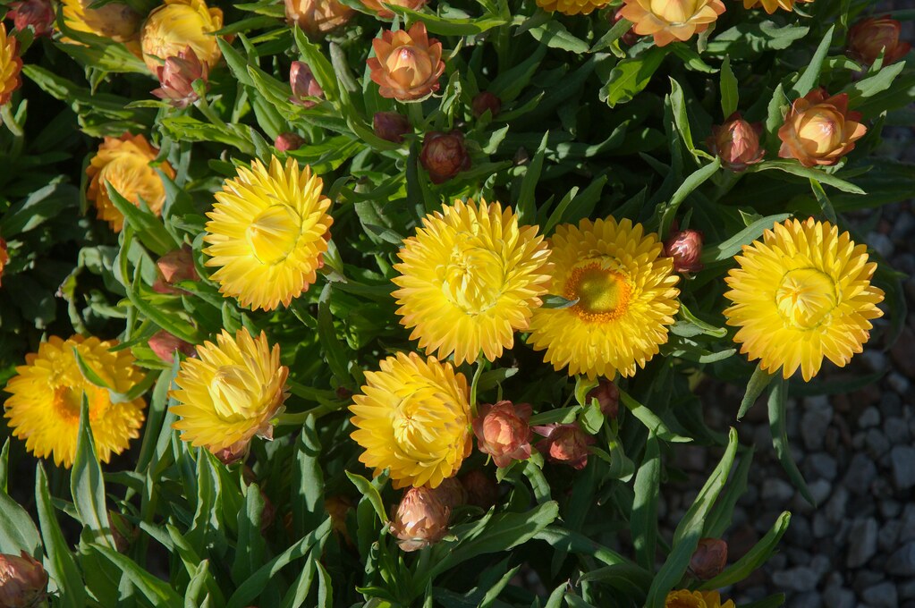 Yellow Strawflower 100 Seeds  Helichrysum bracteatum