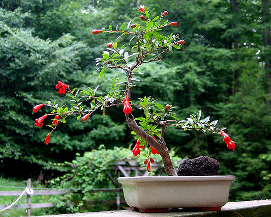 Dwarf Pomegranate  25 Seeds  Punica granatum