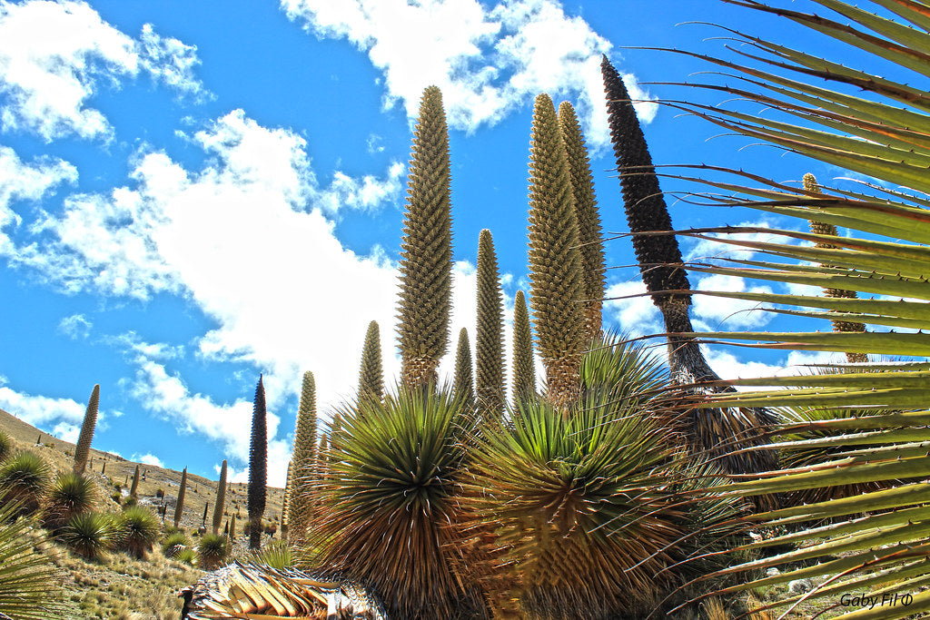 Queen of the Andes Puya raimondii 10 Seeds  USA Company