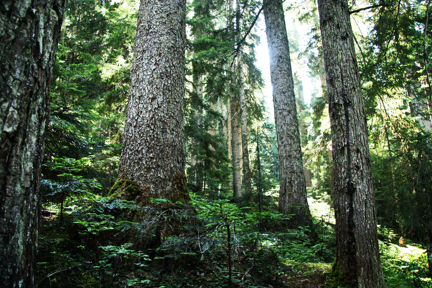 Sitka Spruce   Picea sitchensis   20 Seeds