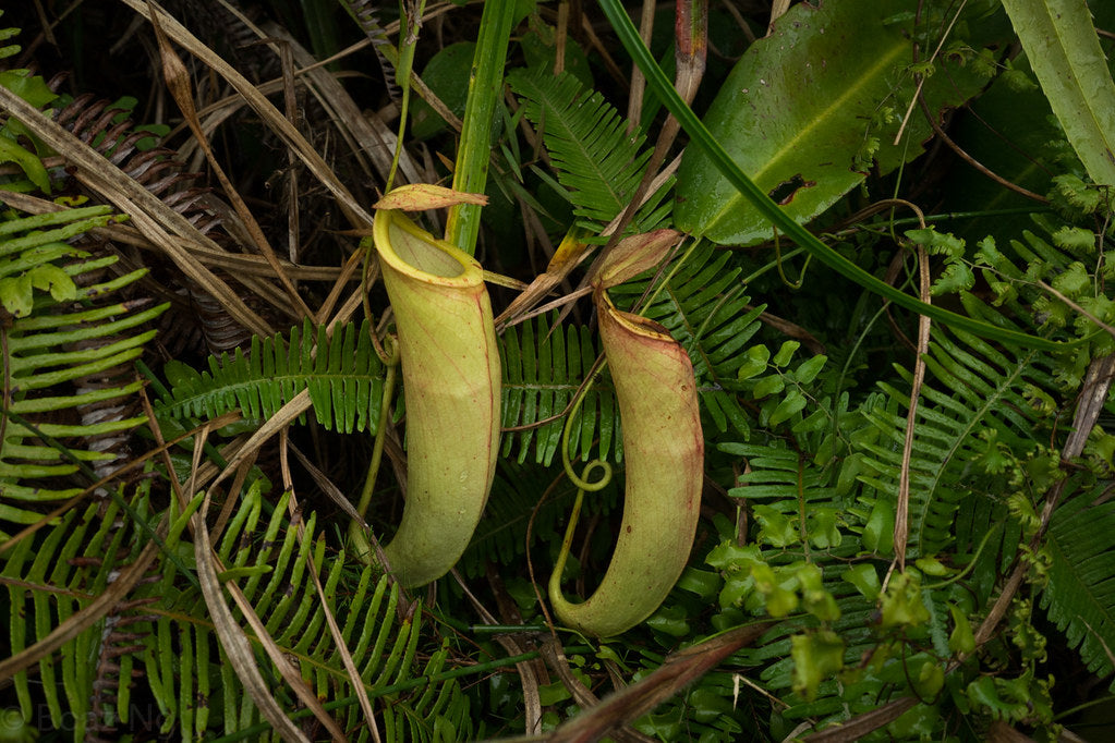 Tropical Pitcher Plant  5 Seeds  Nepenthes mirabilis  USA Company