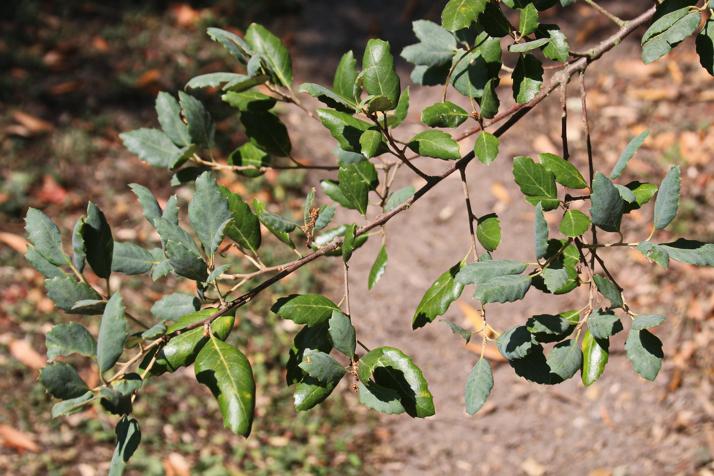 Cork Oak Quercus suber 10 Seeds  USA Company