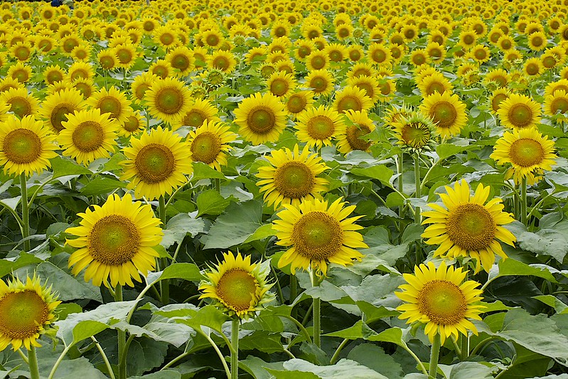 Giant Sunflower   10 Seeds   ‘Mammoth Gray Stripe’   Helianthus annuus