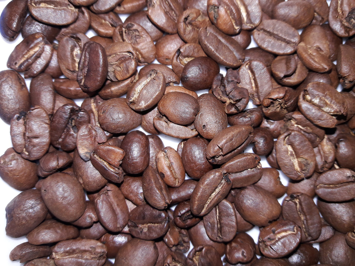 Coffee  10 Seeds  Coffea arabica