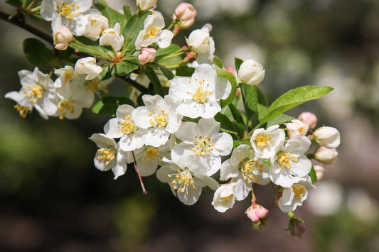 Sargent's Crabapple Malus sargentii 100 Seeds  USA Company