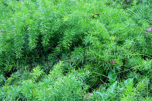 Asparagus Fern  100 Seeds  Asparagus sprengeri