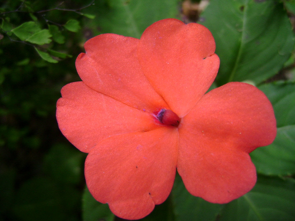 Orange Impatiens  75 Seeds  Impatiens walleriana