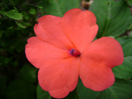 Orange Impatiens  75 Seeds  Impatiens walleriana