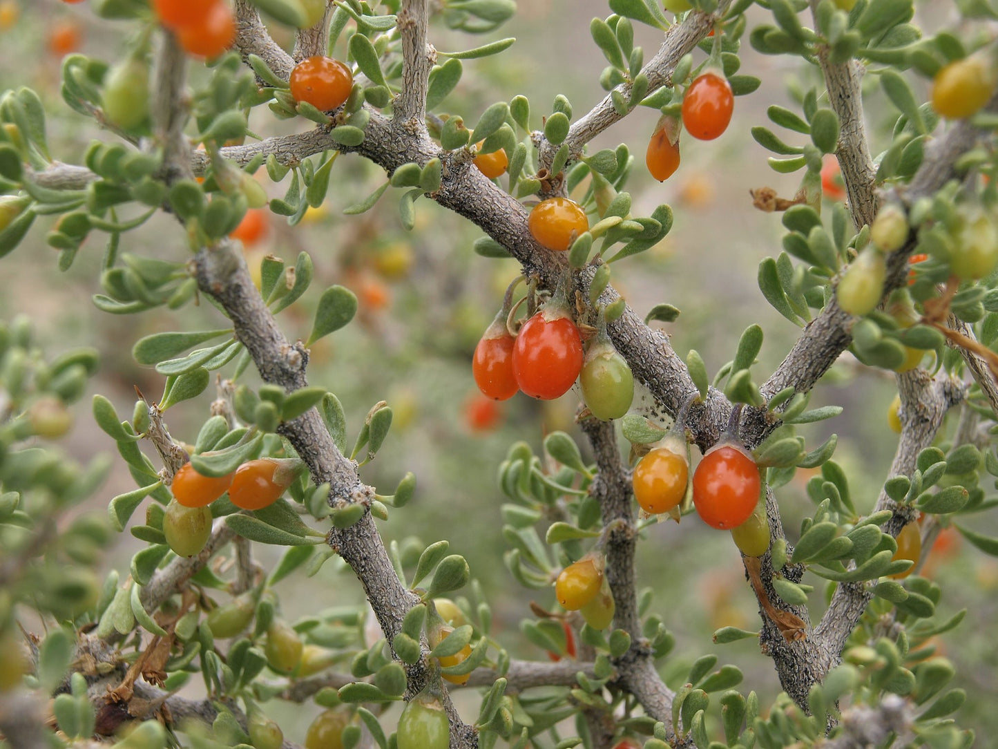 Desert Wolfberry  Lycium andersonii  100 Seeds  USA Company