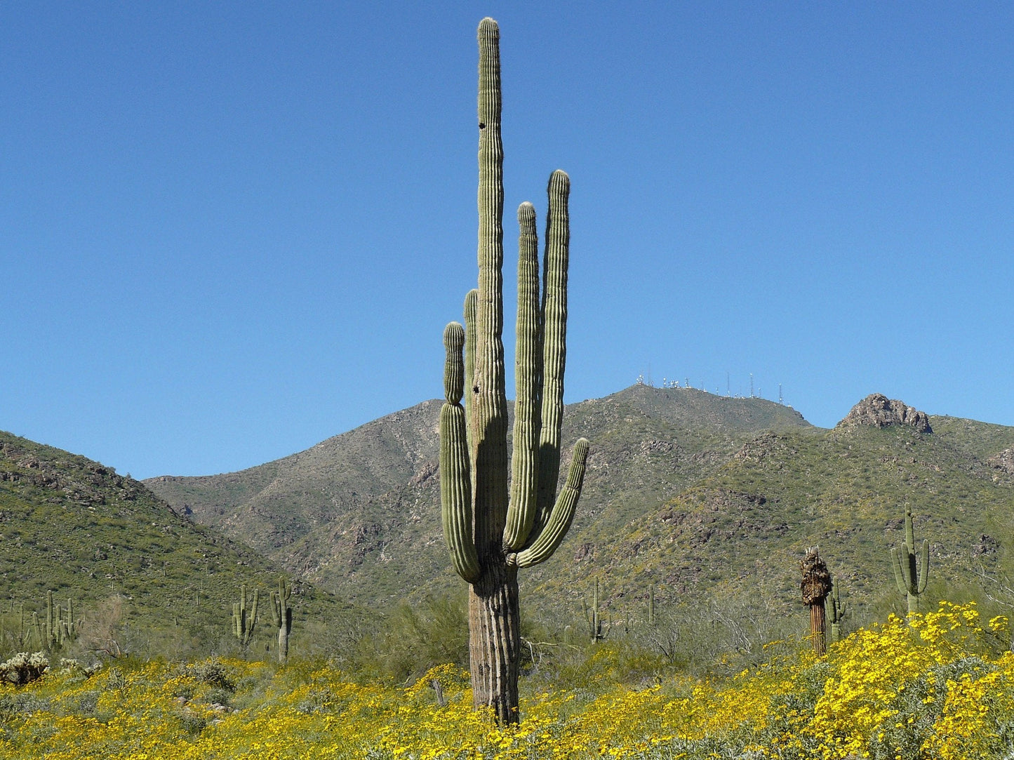 Saguaro Cactus Carnegiea gigantea 200 Seeds  USA Company