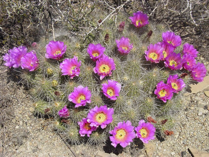 Strawberry Cactus  25 Seeds  Echinocereus stramineus